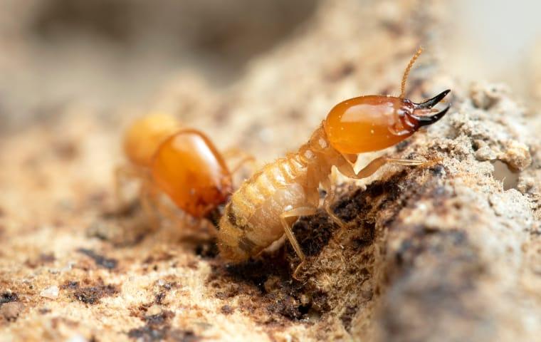 two termites crawling on damaged wood at a home on west caicos island