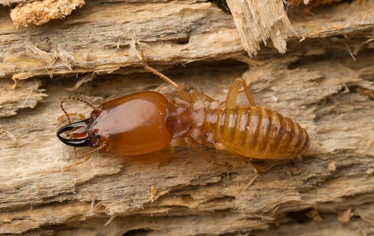 a termite crawling on damaged wood at a home on west caicos island