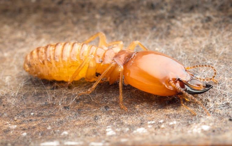 a termite crawling on damaged wood at a home on south caicos island