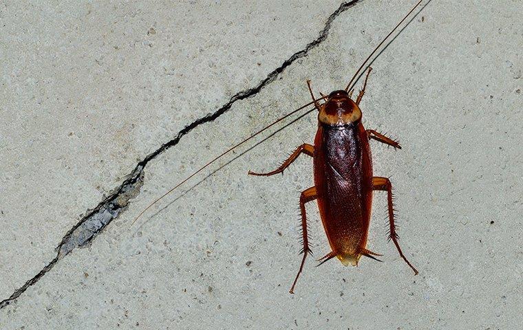 a cockroach crawling on the floor of a bathroom in a home on west caicos island