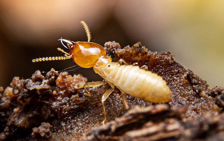 a termite crawling on damaged wood at a home in providenciales