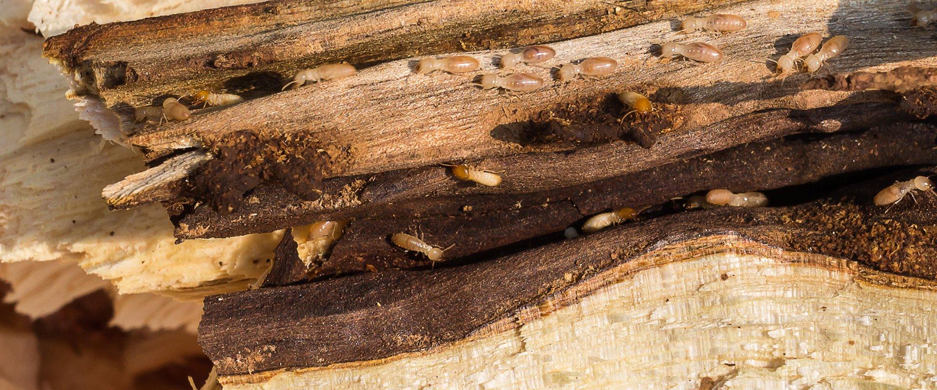 many termites crawling on damaged wood at a home in providenciales