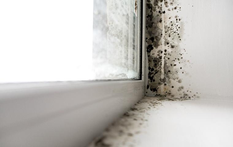 mold on the drywall around a window