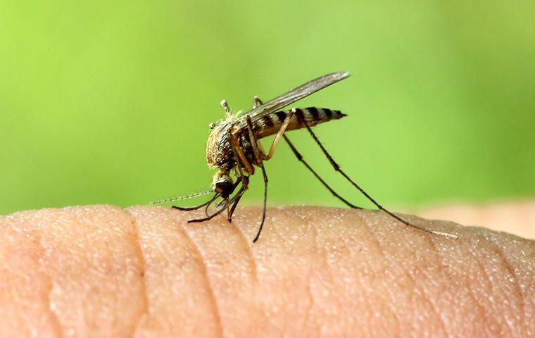 a mosquito biting a persons finger at their home on grand turk island