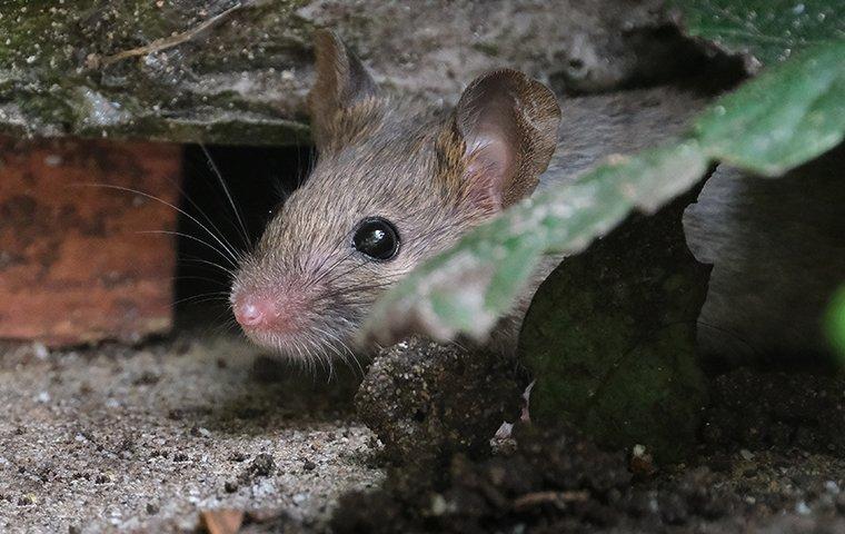 a rat hiding outside of a home on south caicos island