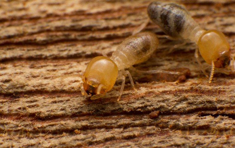 a few termites crawling on damaged wood at a home on north caicos island