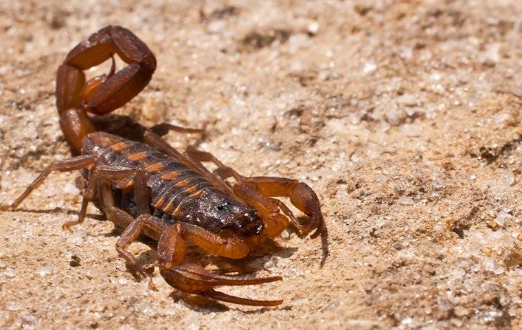 a scorpion crawling near a home