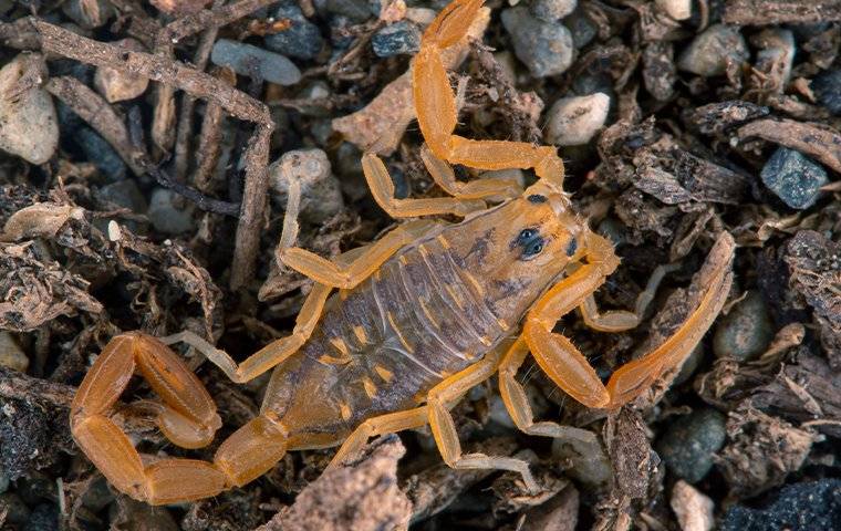 bark scorpion on land