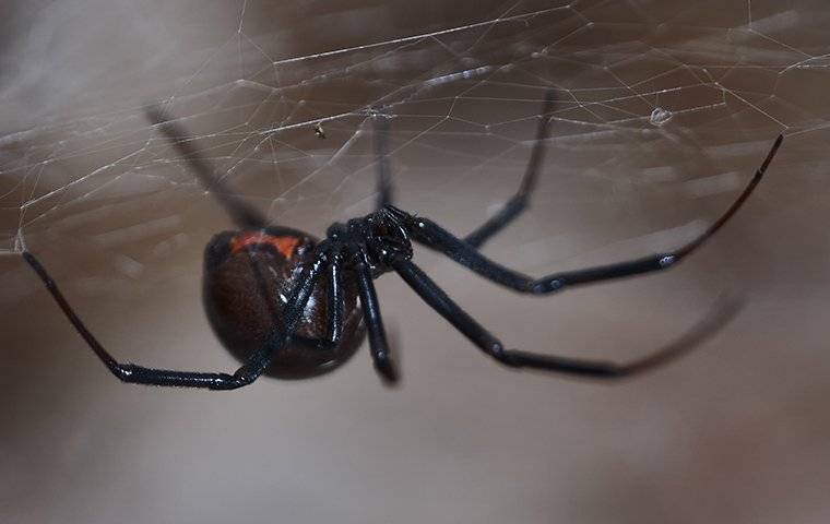 black widow spider on web