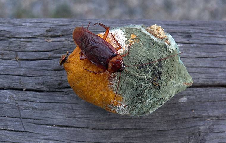 cockroach on a rock