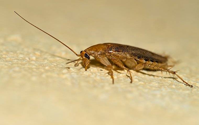 german cockroach on floor