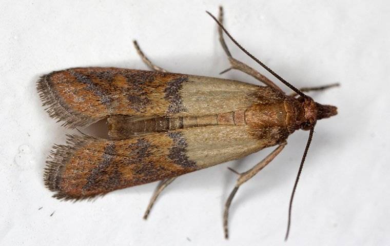 What Causes Moths in the House and How to Get Rid of Them?