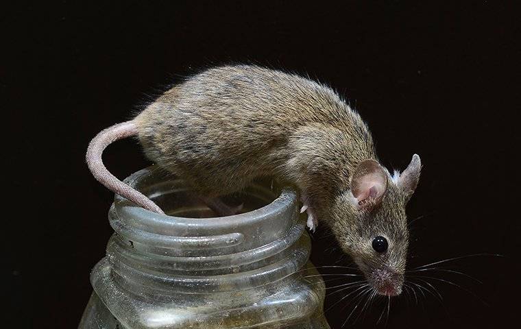 a mouse on a jar in a kitchen