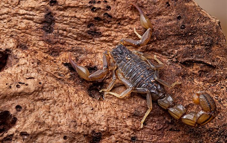 4 things Arizonans should know heading into scorpion season - AZ