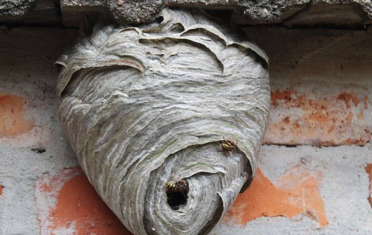 wasp nest on a brick wall