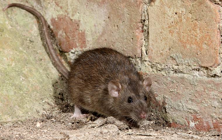 rat against a brick wall