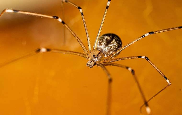 cellar spider in web