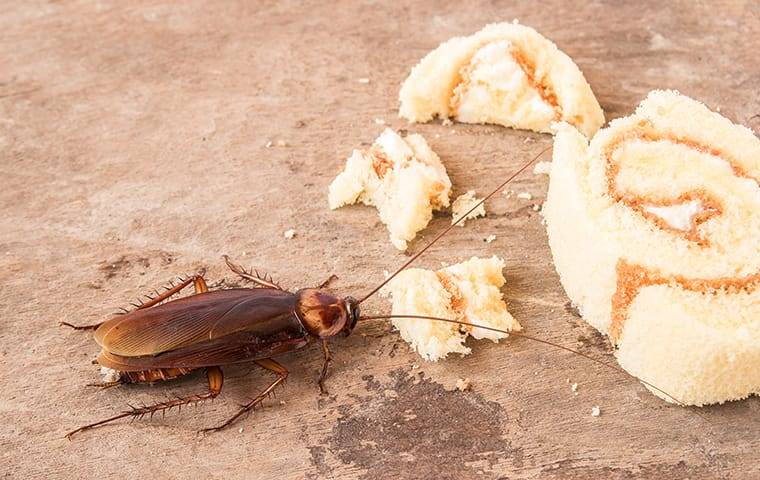 cockroach eating dropped food