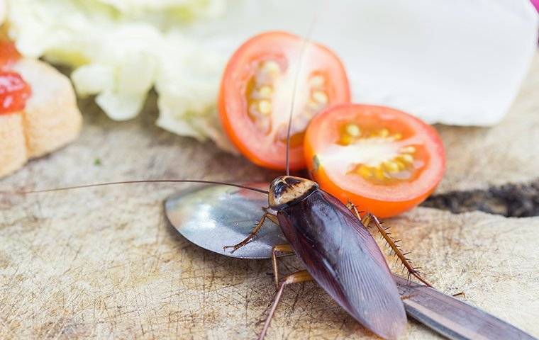 cockroach on tomatoes