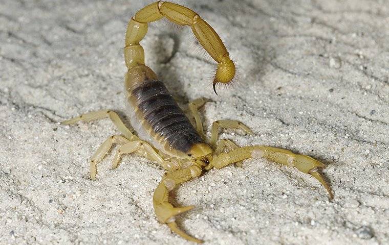 a scorpion on gravel