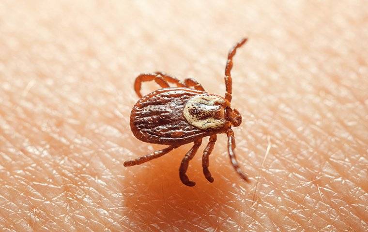 close up of tick on skin