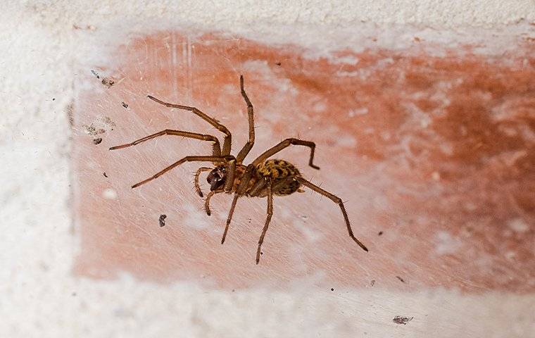 spider crawling on brick