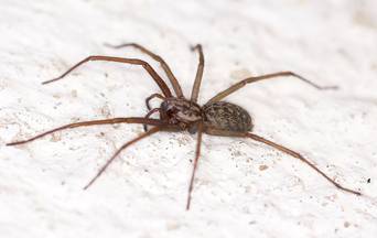 spider in a house