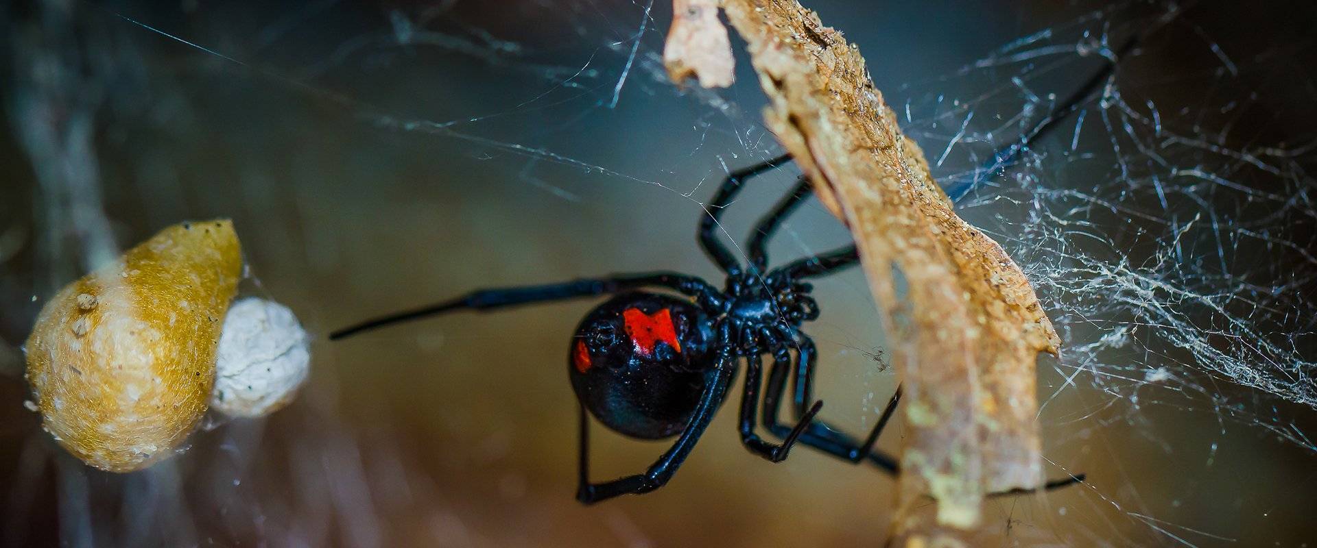 black widow spider