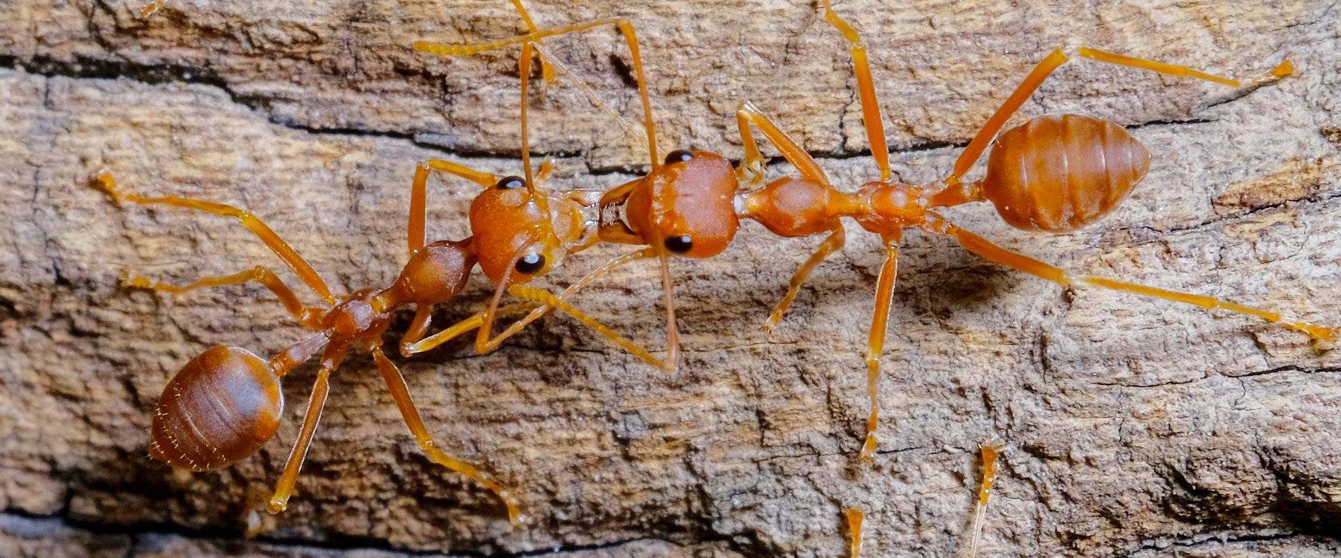 fire ant fighting on wood
