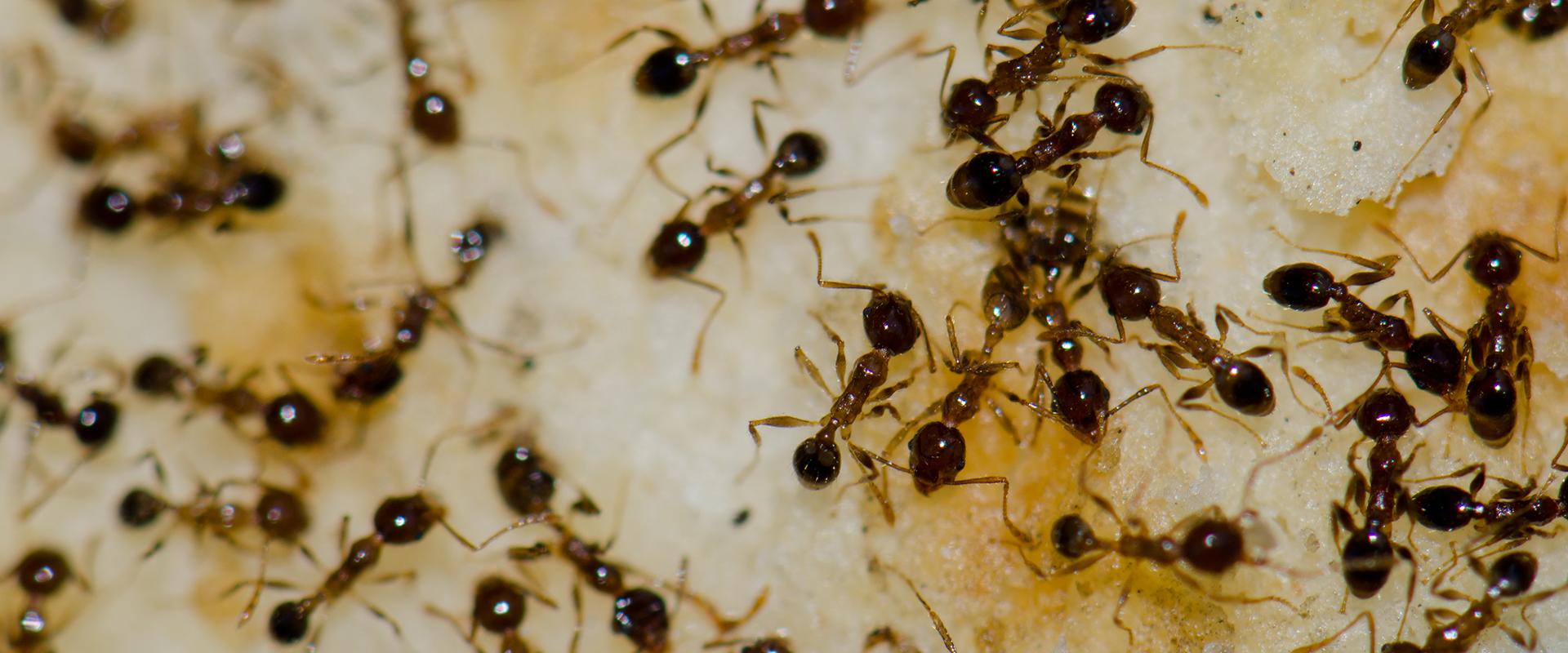 ants on a cake in mesa arizona