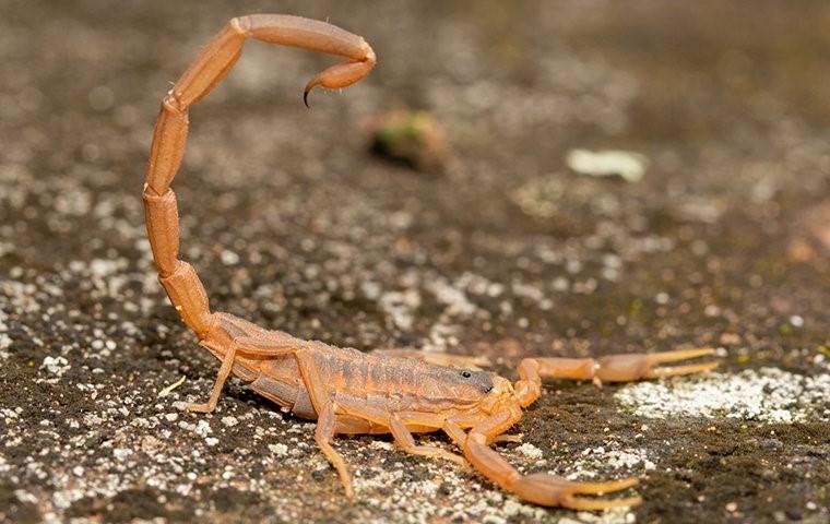 a scorpion on gravel in queen creek arizona
