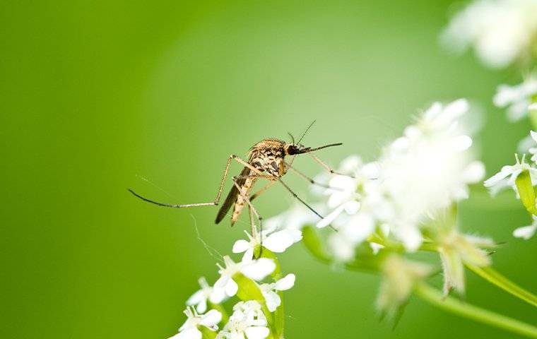mosquito landing on flower