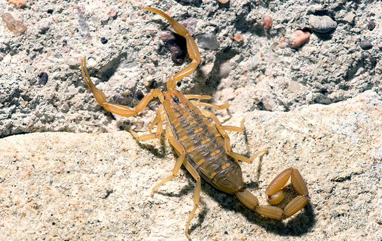 bark scorpion on rock in yard