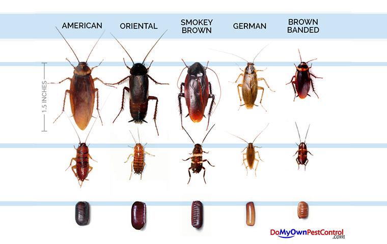 cockroach identification graphic