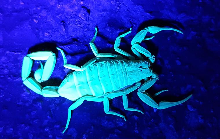 a scorpion in ultraviolet light in mesa arizona