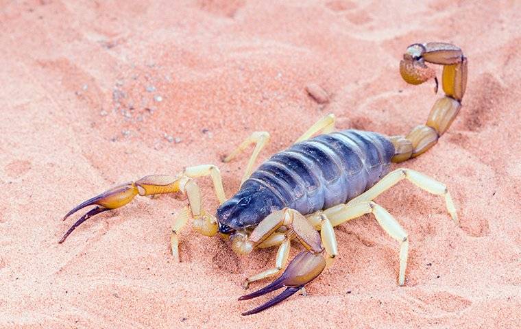 scorpion crawling on sand