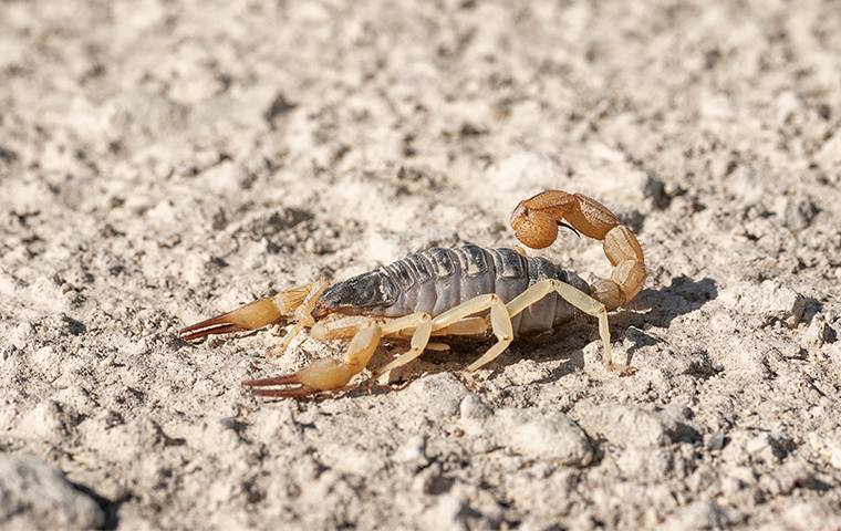 scorpion laying on the ground