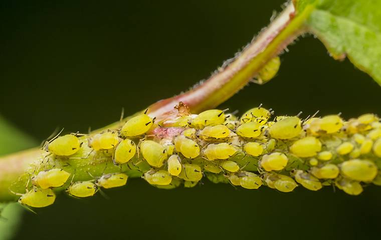 a cluster of aphids on a stem