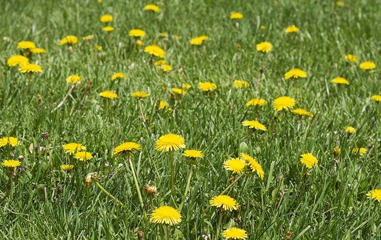 dandelions in a lawn