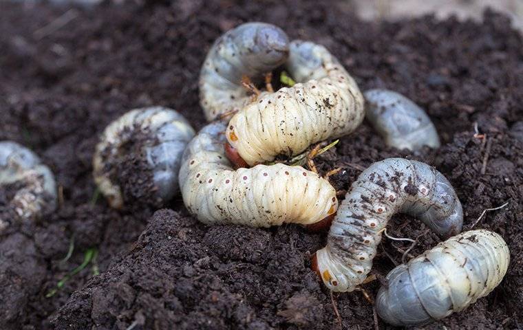 How to Kill Maggots and Get Rid of Infestation