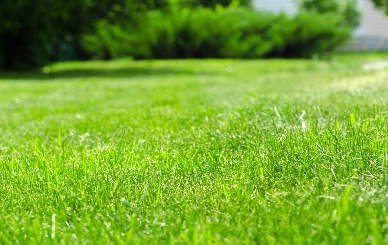 a beautiful healthy green lawn