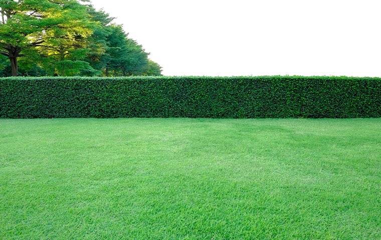 green lawn and hedge