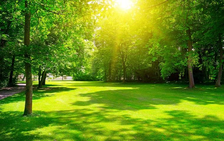 healthy trees and a green lawn