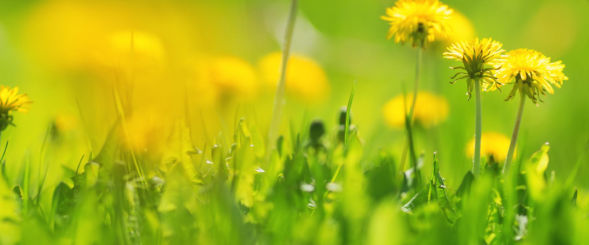 dandelions in tarrant county