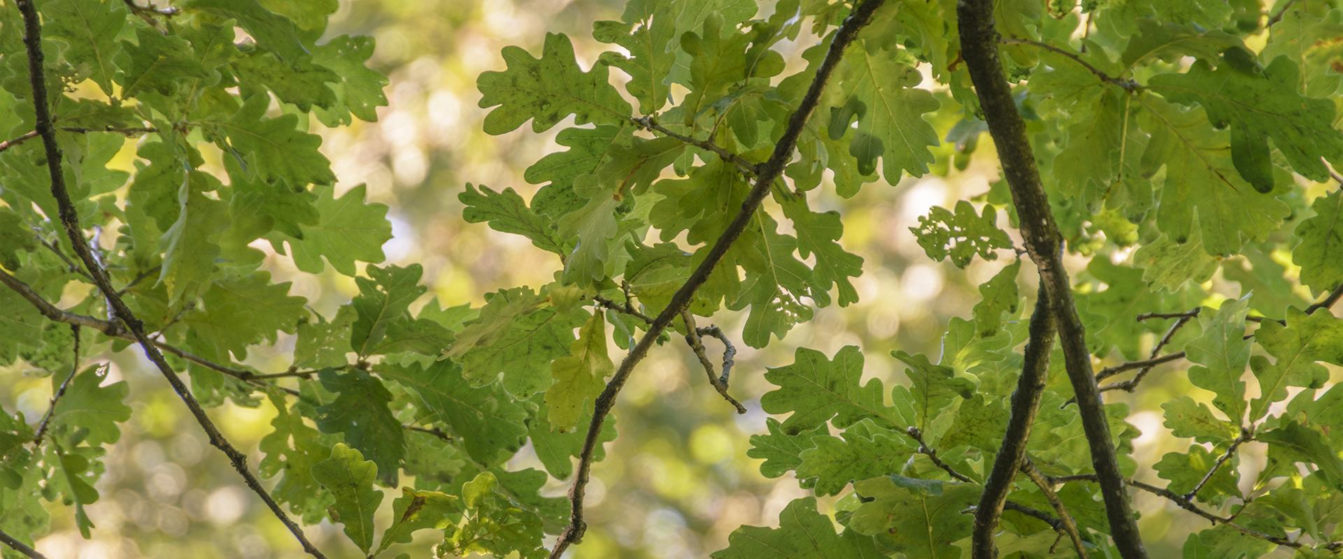 leaves on a tree in tarrant county