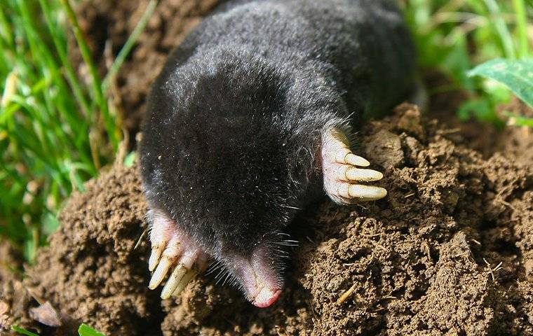 mole crawling from holr