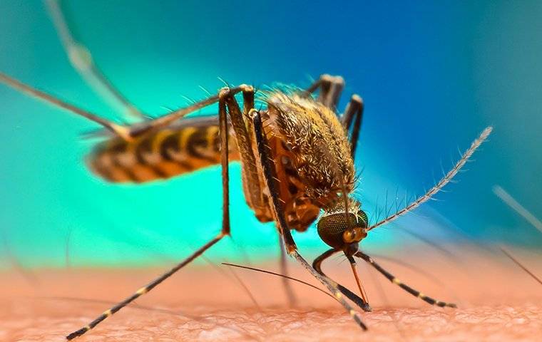 a mosquito biting human arm