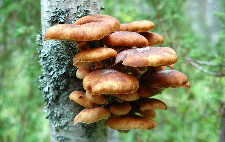 fungus growing on the side fo a tree in tarrant county