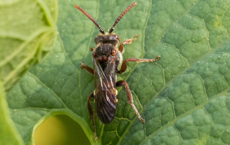 a chinch bug on a leaf in tarrant county