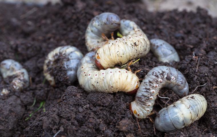 grubs in dirt in tarrant county